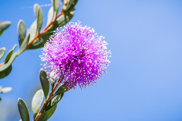 Close up of Showy honey-myrtle (Melaleuca nesophila) flowers which are  native to Australia, blooming in south San Francisco bay area, California where it was introduced and naturalized in the wild.