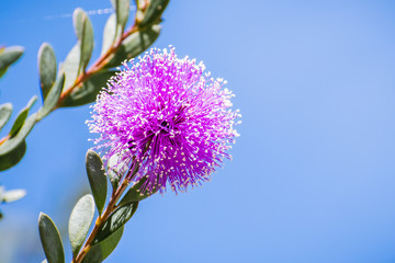 Close up of Showy honey-myrtle (Melaleuca nesophila) flowers which are  native to Australia, blooming in south San Francisco bay area, California where it was introduced and naturalized in the wild. © Sundry Photography