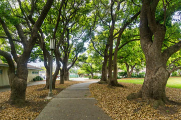 Paved alley lined up with large trees in a small urban park, south San Francisco bay area, California