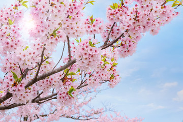 Obraz na płótnie Canvas Full bloom Sakura at Kitakami Tenshochi park in Kitakami, Iwate, Japan