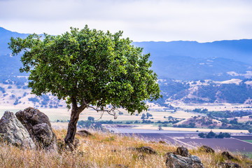 Young live oak tree growing on the hills of south San Francisco bay area  Coyote valley in the background  San Jose, California © Sundry Photography