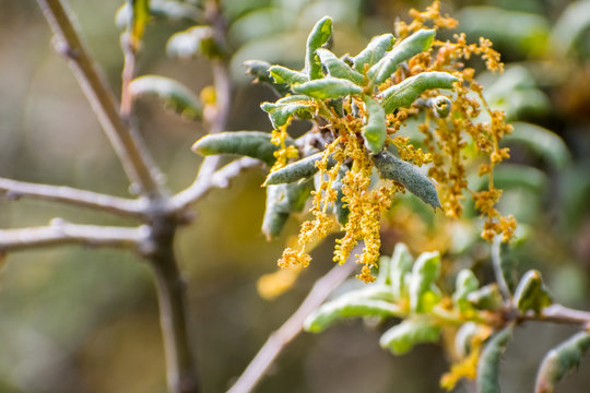 Close up of Quercus durata (California scrub oak, leather oak) flowers, San Francisco bay, California