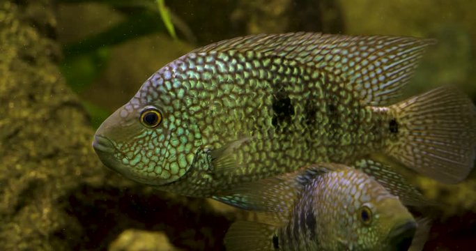 A perch cichlid fish floats near a rock, and another perch swims from under it toward the camera.