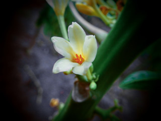 flor, amarilla, naturaleza, blancomacro, florecer, hermoso,beldad, flora, pétalo, close-up floral, 