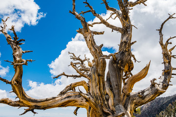 Dead Bristlecone pine (Pinus longaeva) on a white clouds and blue sky background, Death Valley National Park, California