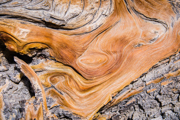 Close up of a pine tree wood burl, Death Valley National Park, California