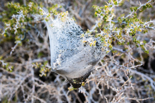 Western tent caterpillars (Malacosoma californicum) in Death Valley National Park, California