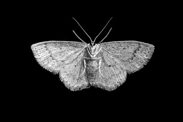 amazing macro shot with white moth bottom close up on isolated black background - obrazy, fototapety, plakaty