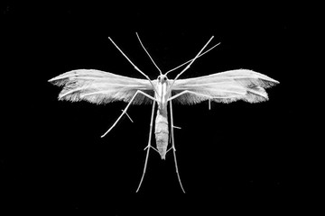 amazing macro shot with white moth bottom close up on isolated black background