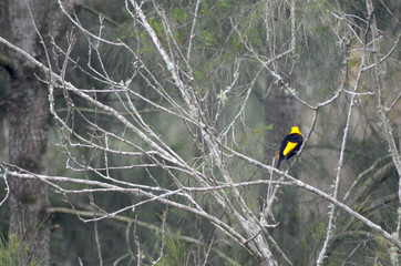 A black and yellow male bower bird is vibrant against a background of green branches and green leaves. He is on a bare branch, his back towards the camera.