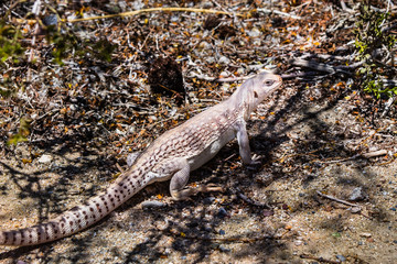 Desert iguana (Dipsosaurus dorsalis), Panamint Valley, Death Valley National Park, California