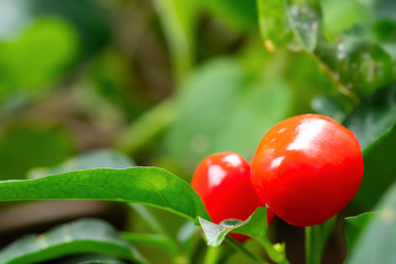 Mexican chili hot peppers or red chillies sphere on the tree, with spicy, used for cooking or decorative plants in the garden.