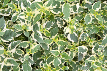 Beautiful Background Leave