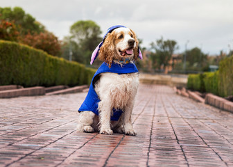 Cocker dog sitting on the pavement
