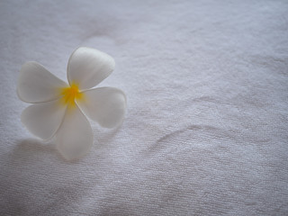 White plumeria flower on towel. Spa composition background