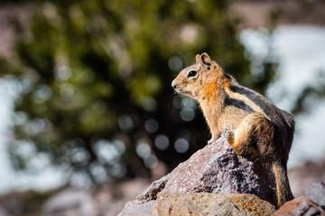 Profile view of Cute chipmunk sitting on a rock, Lassen Volcanic Park National Park, Northern California