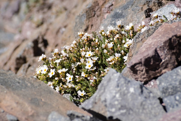 White flowered sky pilot (Polemonium pulcherrimum var. pilosum) blooming in Lassen Volcanic National Park at high altitude, among rocks; Shasta County, Northern California