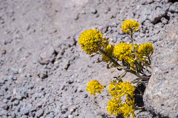 Mt. Lassen draba (Draba aureola) wildflowers blooming among rocks on the high elevation trails of Lassen Volcanic National Park, northern California