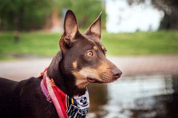 face of a dog with yellow eyes