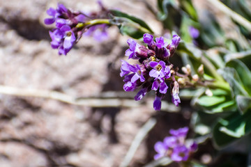 Fototapeta premium Lemmon's Rockcress (Boechera lemmonii) wildflowers blooming on the slopes of Lassen Volcanic National Park, Northern California