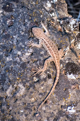 Aerial view of an Western Fence Lizard (Sceloporus occidentalis) sitting on a rock, Lassen Volcanic National Park, California