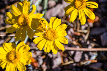 Common woolly sunflower (Eriophyllum lanatum) wildflowers blooming in Siskiyou County, California