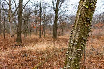 Tree Trunk with Fungi in a Forest at Suburban Willow Springs during Winter