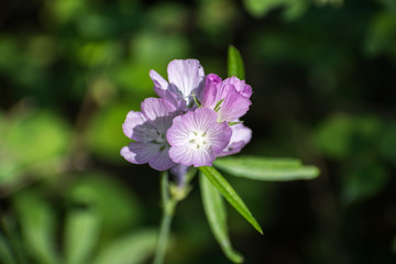 Close up of Oregon Checker Mallow (Sidalcea oregana) blooming in Shasta National Forest, Northern California; green and black background