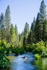 McCloud River flowing through Shasta National Forest, Siskiyou County, Northern California
