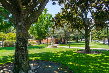 Fototapeta na wymiar Beautiful public park with mature Magnolia trees in downtown Los Gatos, close to the Civic Center, south San Francisco bay area, California