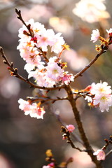 Obraz premium 寒桜