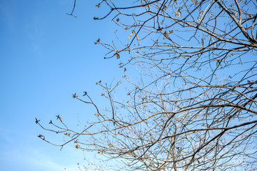 Leaves and natural branches