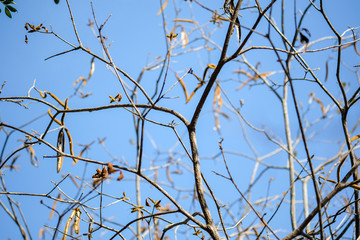 Leaves and natural branches