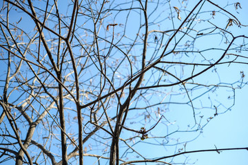Leaves and natural branches