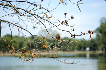 Leaves and natural branches
