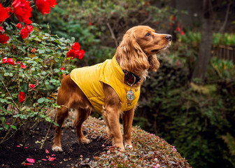cocker dog standing with some roses