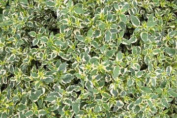 Colorful Blossom Flower