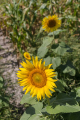 sunflower field