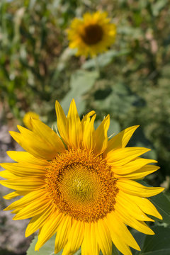sunflower field with a close up sunflower