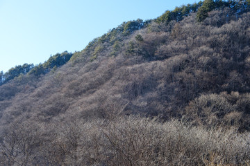冬の山と枯れ木
