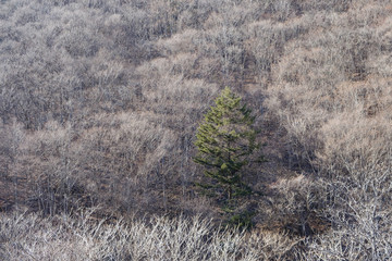 冬の山と枯れ木