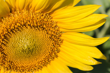 sunny sunflower up close