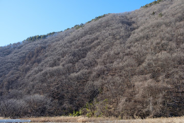 冬の山と枯れ木