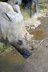 View of a rhinoceros with horn at the Copenhagen Zoo
