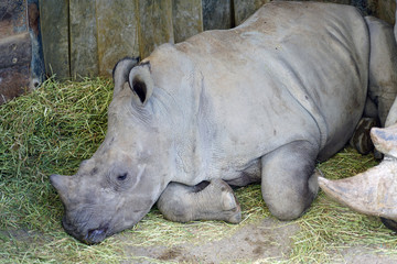 View of a rhinoceros with horn at the Copenhagen Zoo