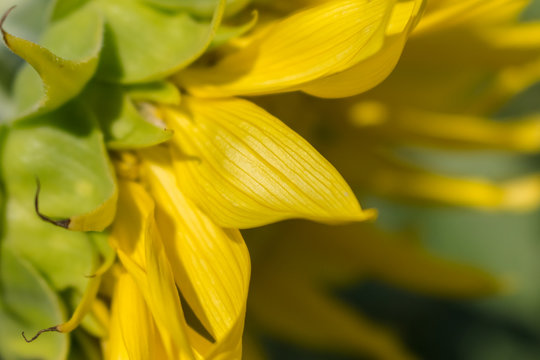 closeup of sunflowerview of side