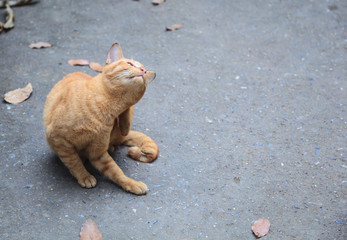 Stray mixed breed orange striped color street cat feels itchy, scratching its back with hind leg on asphalt concrete street background. Domestic Animal, Pet care, Cat Adoption, Society issue concept