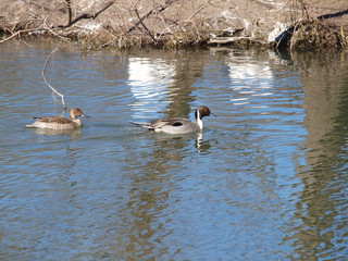 Northern Pintail Dabbling Duck Drake and Hen 
