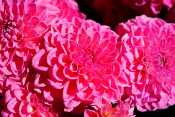 Bright bunches of colorful pompom dahlia flowers at the market