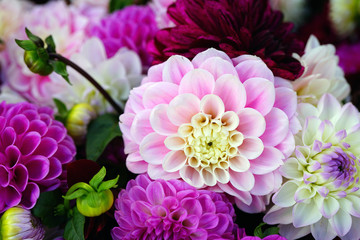 Bright bunches of colorful pompom dahlia flowers at the market